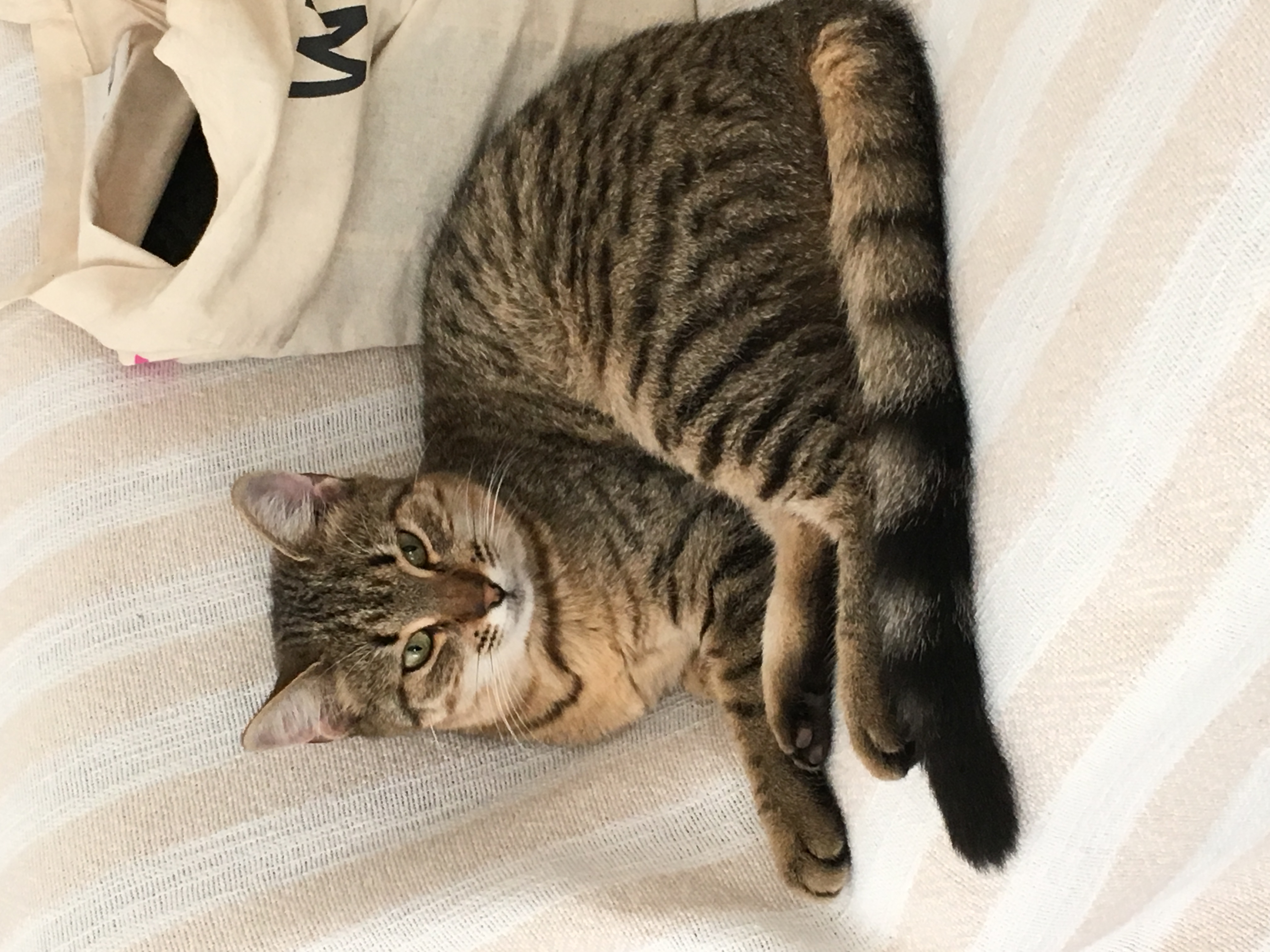 WILLOW