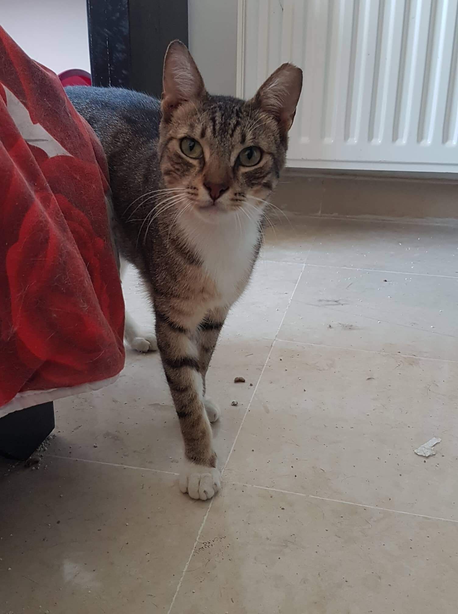 fred