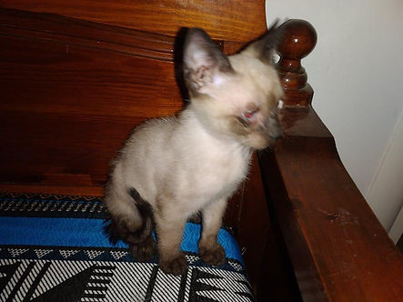 Samson (RESERVED)
