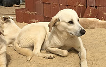 Hachi