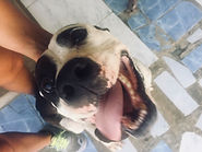 Leo
