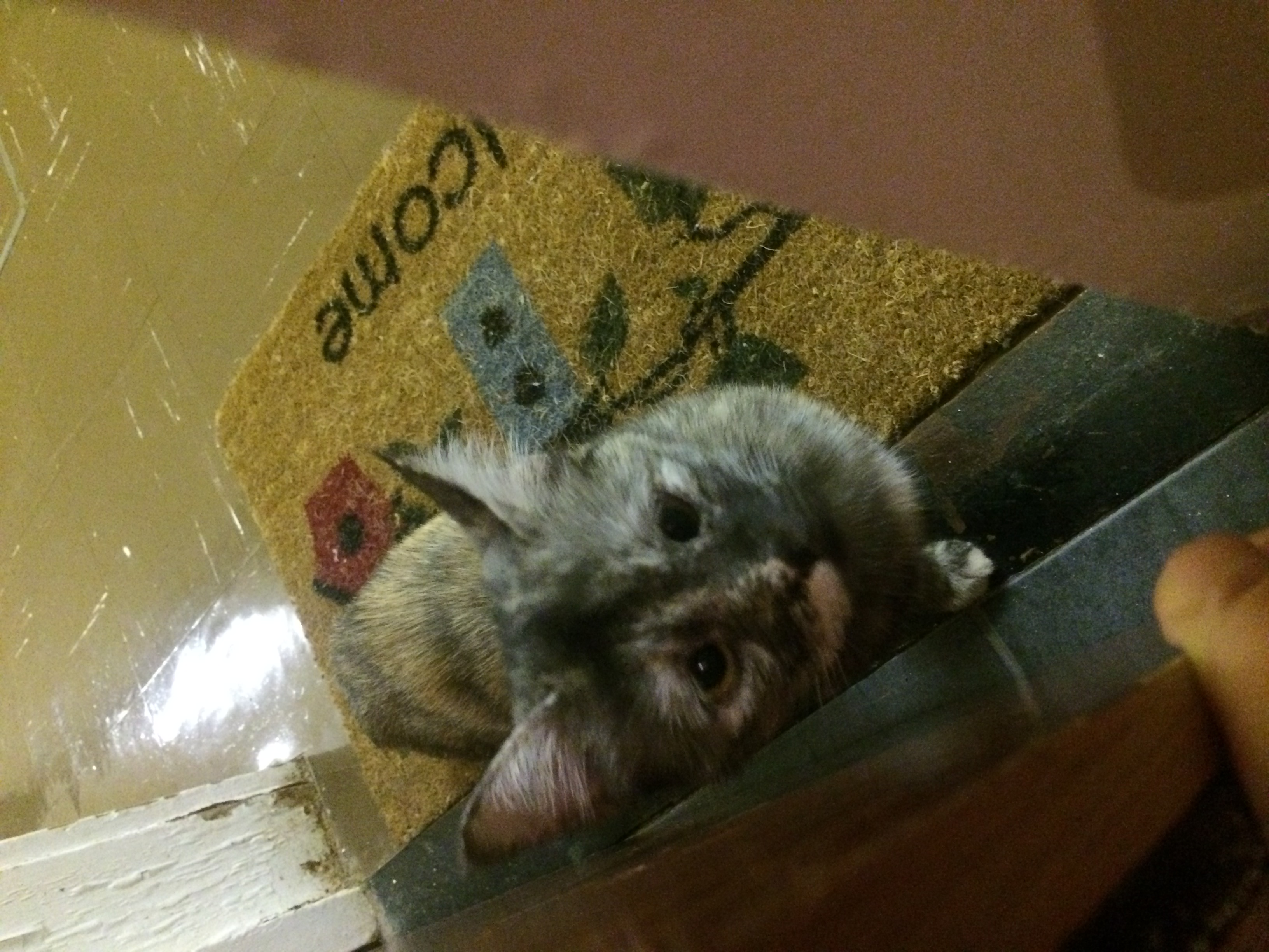 MISSY
