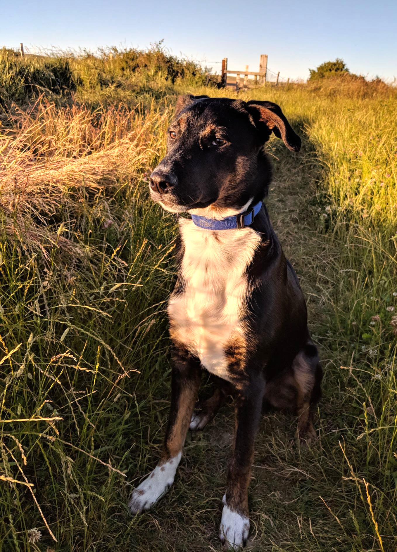 Chase_edited