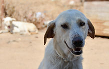 Hachi