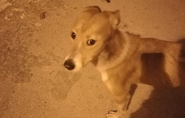 Farah (RESERVED)