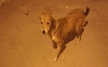 Farah (RESERVED)