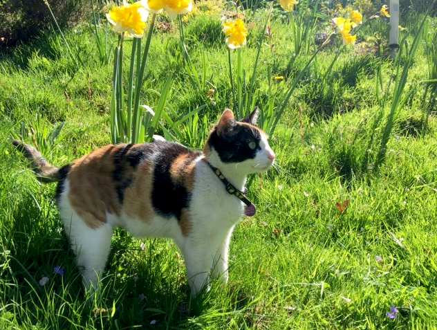 CLEO