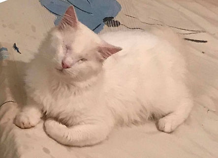 Eugene (blind + deaf)