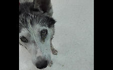 Bella