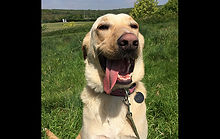 Archie (in UK)