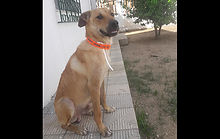 Trevor