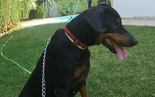 Fifi