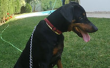 Fifi