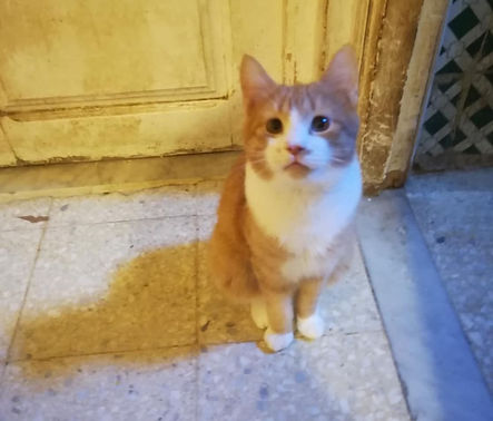 Roux