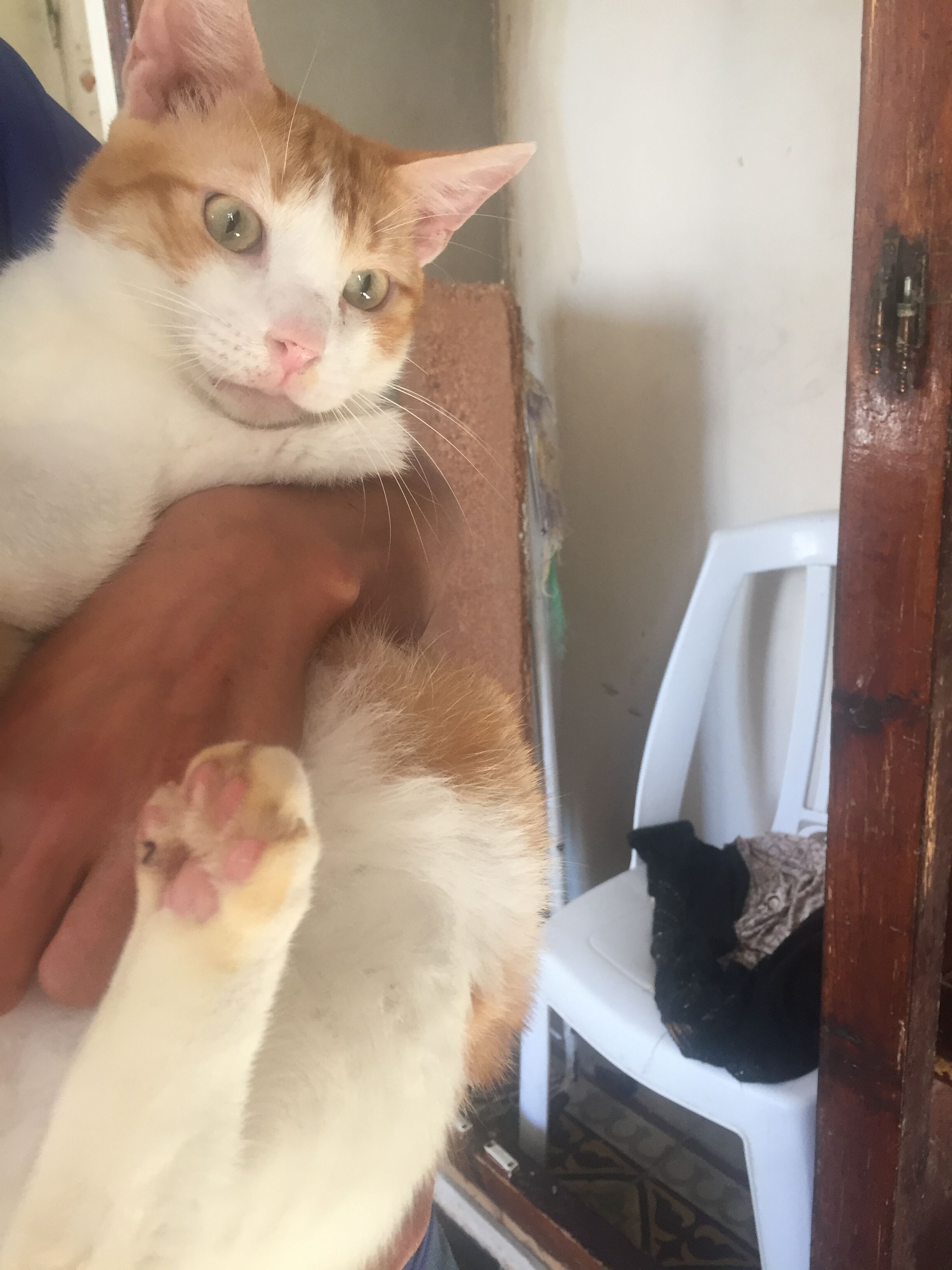 Simba