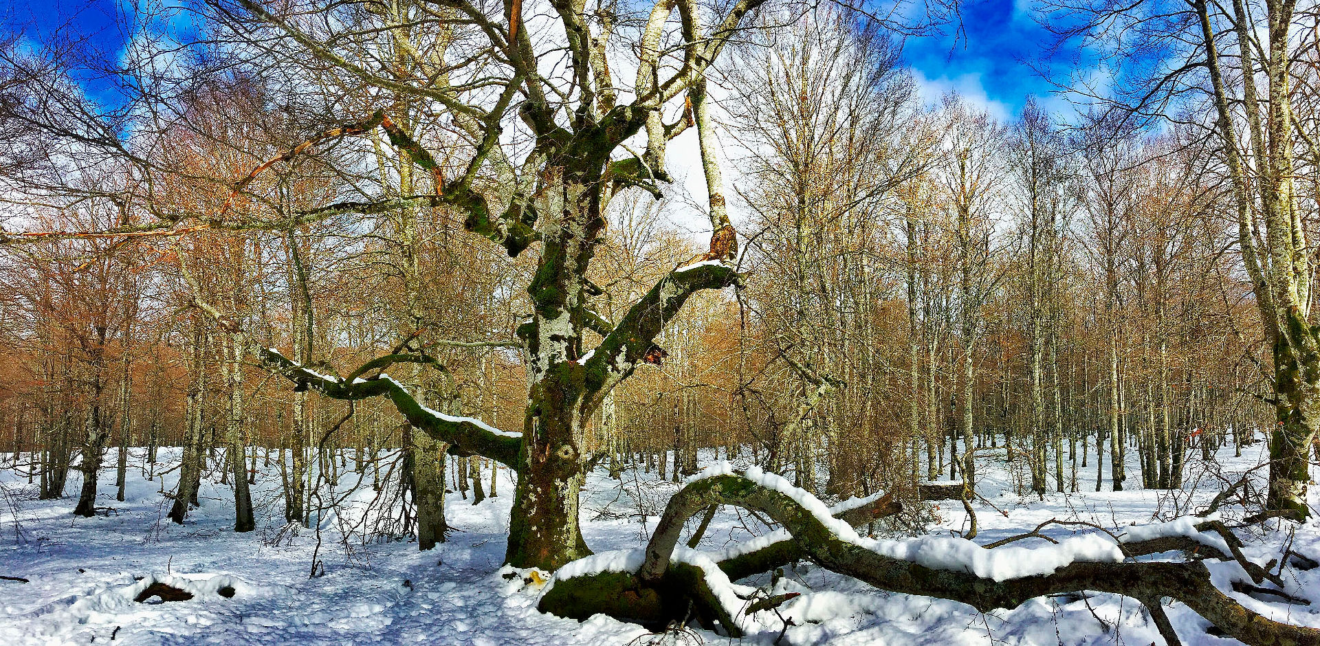 Bosque nevado