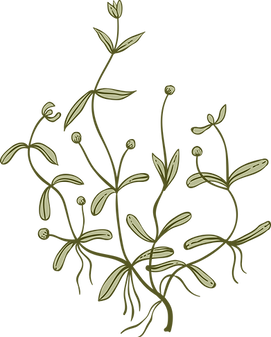 Botanical Plant Illustration_edited.png