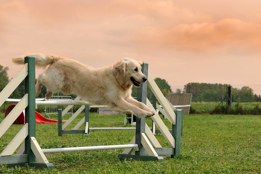 AdobeStock_39542534.jpeg
