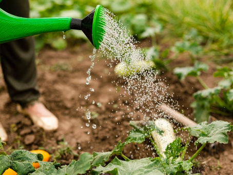 GCA Pau Brasil: uma iniciativa coletiva, solidária e agroecológica