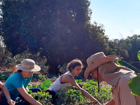 Vem ser co-agricultor em Ribeirão