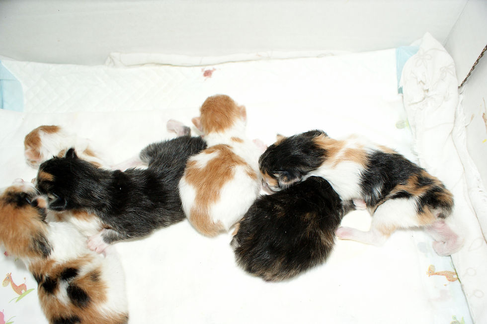 Котята после родов 9/03/2013