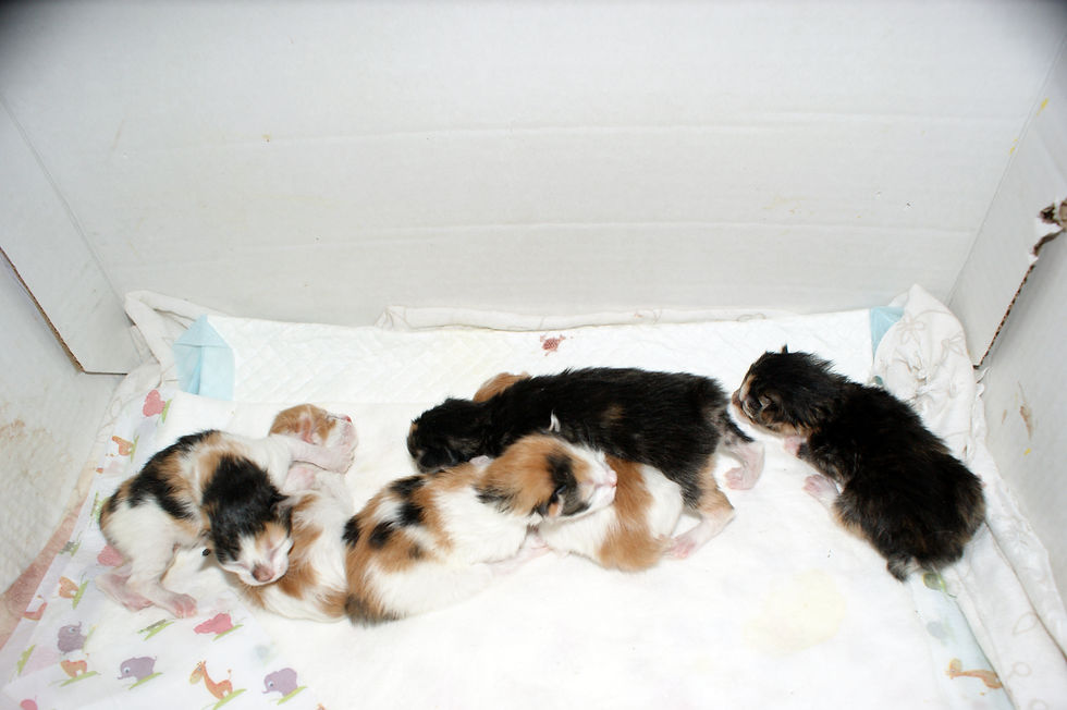 Котята после родов 9/03/2013