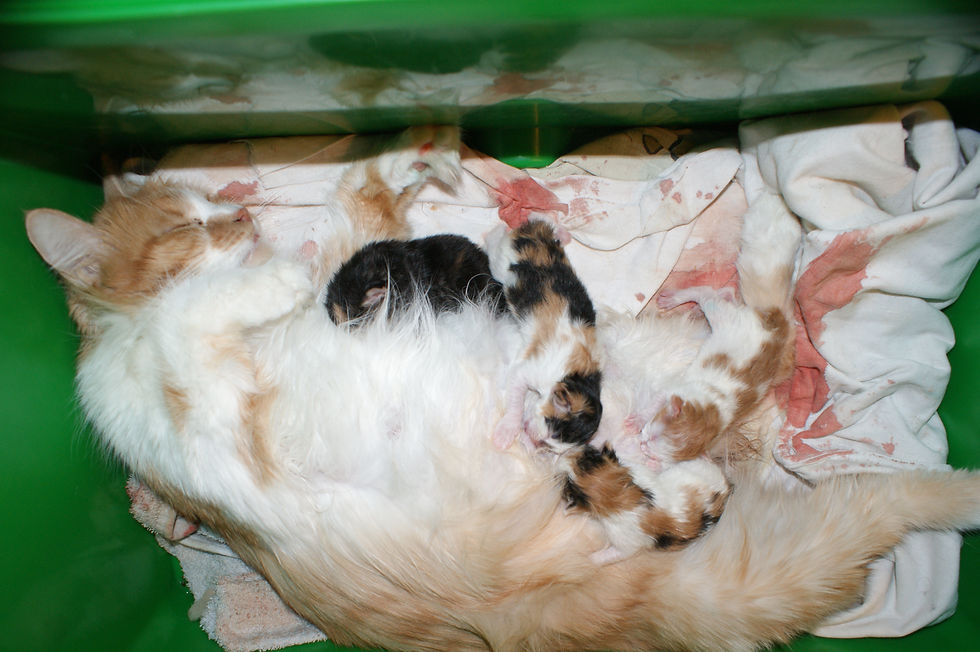 Котята в родах 8/03/2013