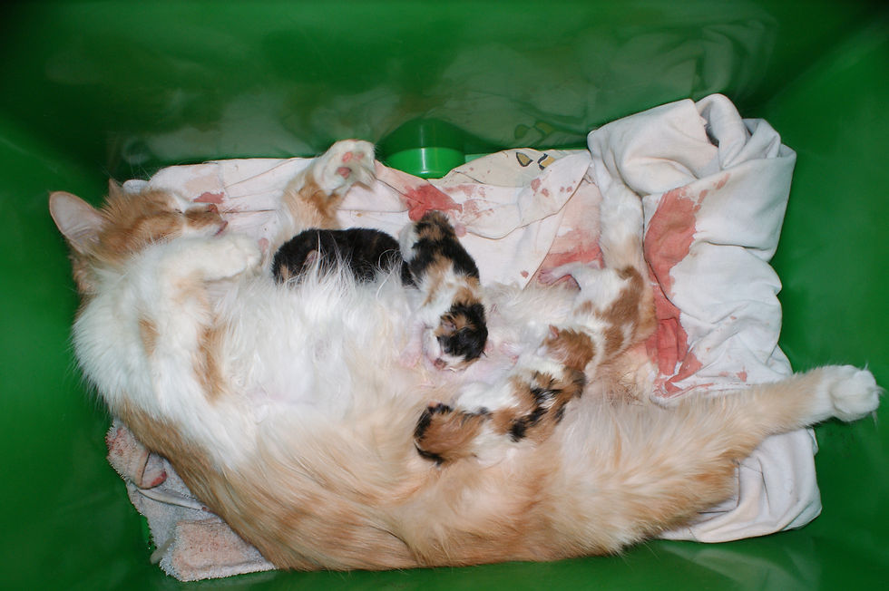 Котята в родах 8/03/2013
