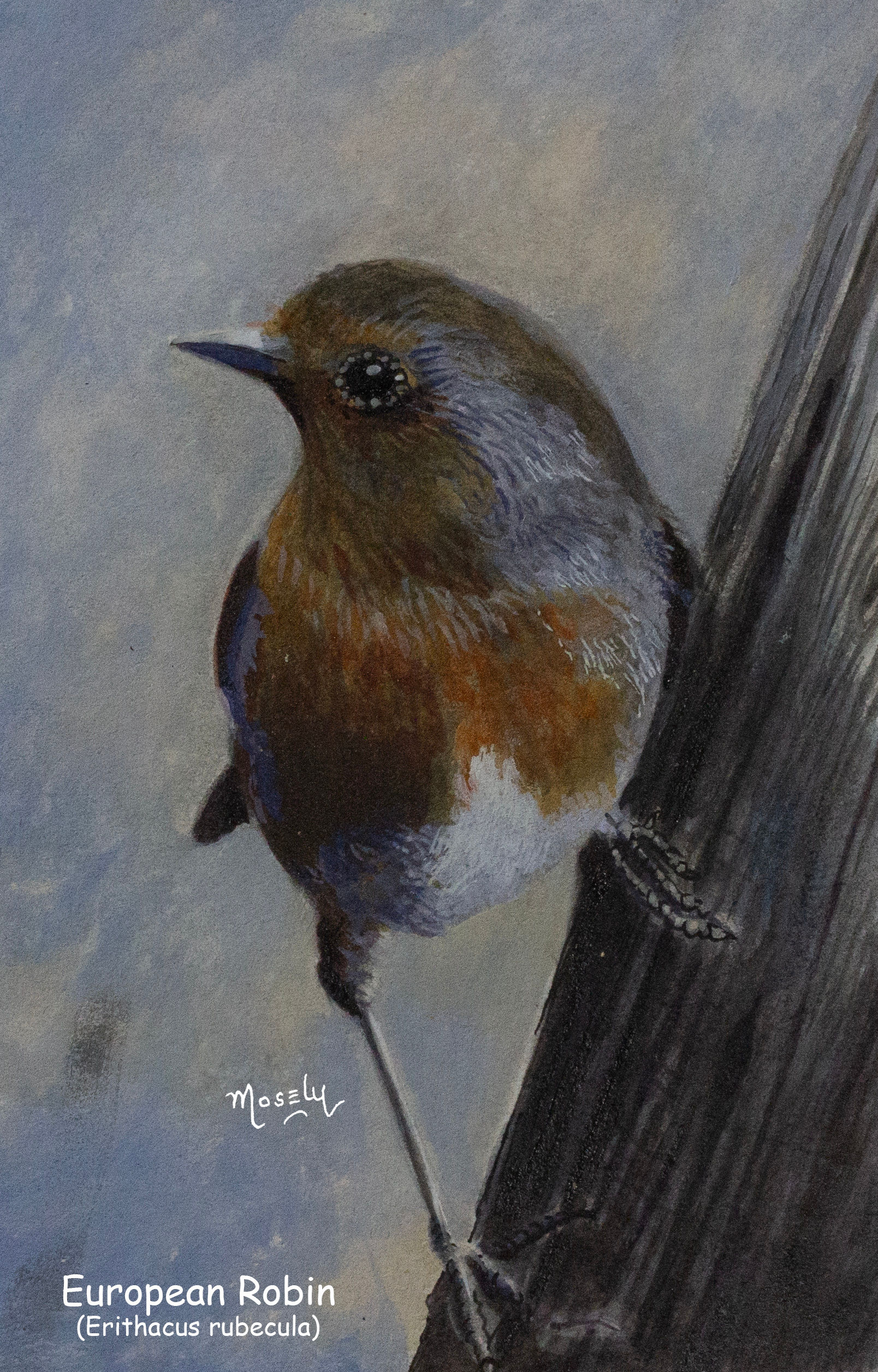 Robin perched on a tree