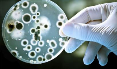 bacteria_0.jpg