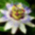 PASSIONSBLUME (Passiflora incarnata)