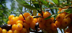 Sanddorn - Hippophae rhamnoides