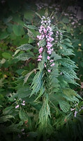 IMG_20180705_211445.jpg