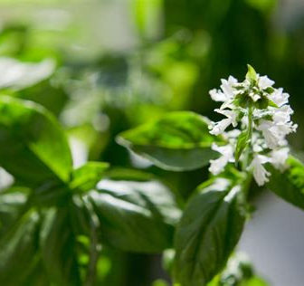 Basilikum - Ocimum basilicum