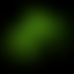 Grüne Minze – Mentha spicata L.