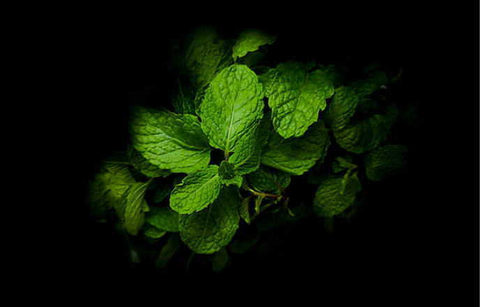 Grüne Minze – Mentha spicata L.