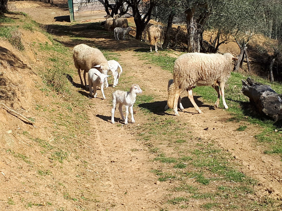 La Bottega della Luana 3.0 Srls, Pasta artigianale, migliore pasta artigianale, farina integrale, biscotti con farina integrale, la bottega della luana santo stefano di magra