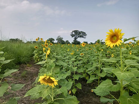 Agago sunflowers