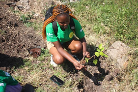 A person planting a tree