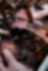 DSC_2719-S_edited.jpg