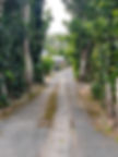 植物染料(フクギ)_edited.jpg
