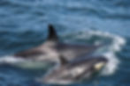 2 orcas swimming in Faxaflói Bay. Photograph taken by Miquel Pons.
