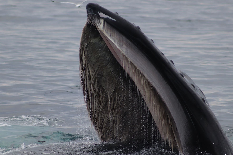 Teeth or no teeth, that is the question