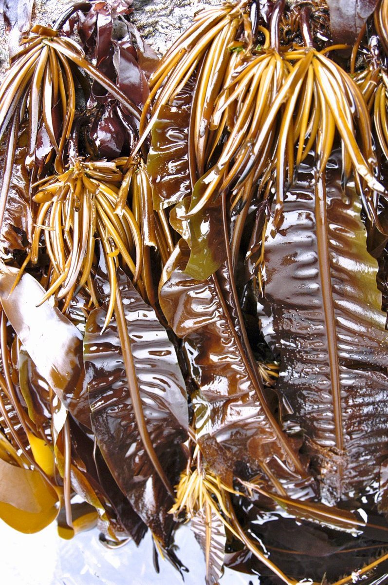 Alaria esculenta. Picture from AlgaeBase.