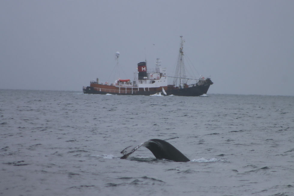 Whaling in Iceland