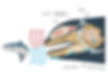 Image 3: Anatomy of the Orca rostrum. Source: Southern Resident Orca Recovery