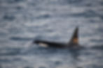 Male orca seen onboard an Elding tour on Christmas Day 2023. Photograph taken by Rob Hyman.