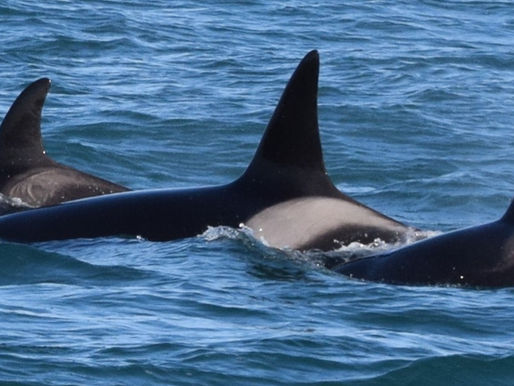 Discovering the Life of Orcas