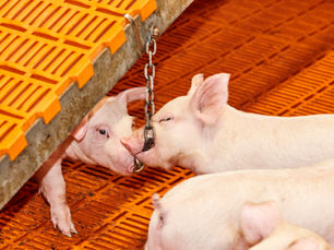17.07.2025 - Hot Topics Journal Club Schwein