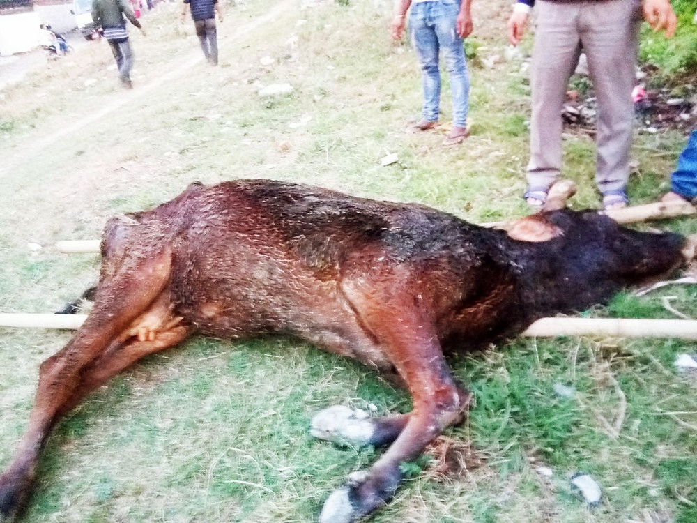 The cow is shifted to a safer location before the shelter was being built.